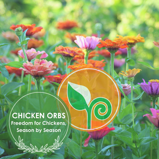 Chicken Orbs - Freedom for Chcikens Season by Season