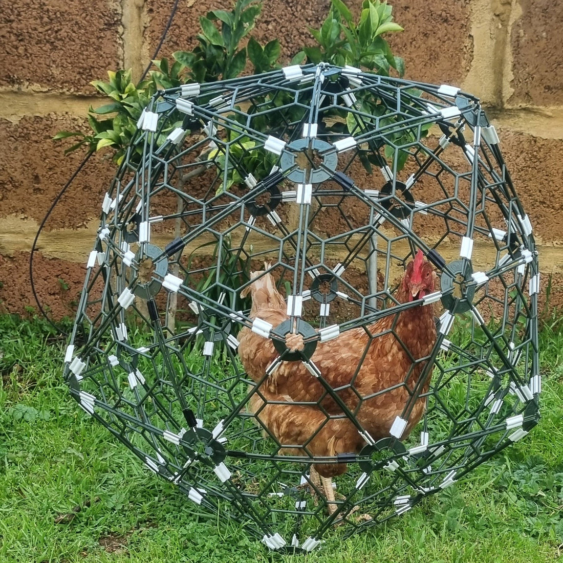 NEXT GEN chicken ORB = Explore More.