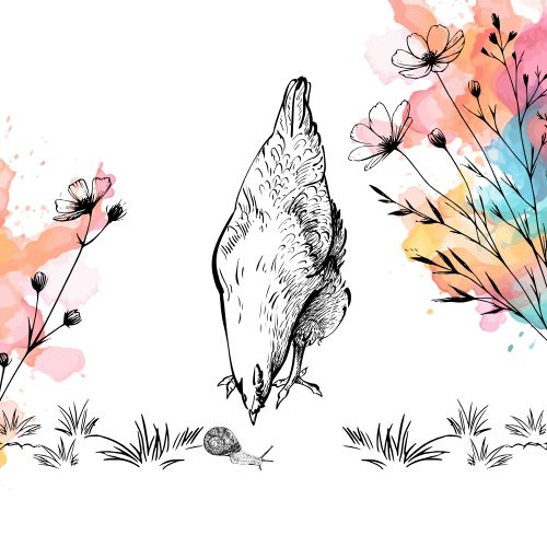 Chickens and Garden Accessories