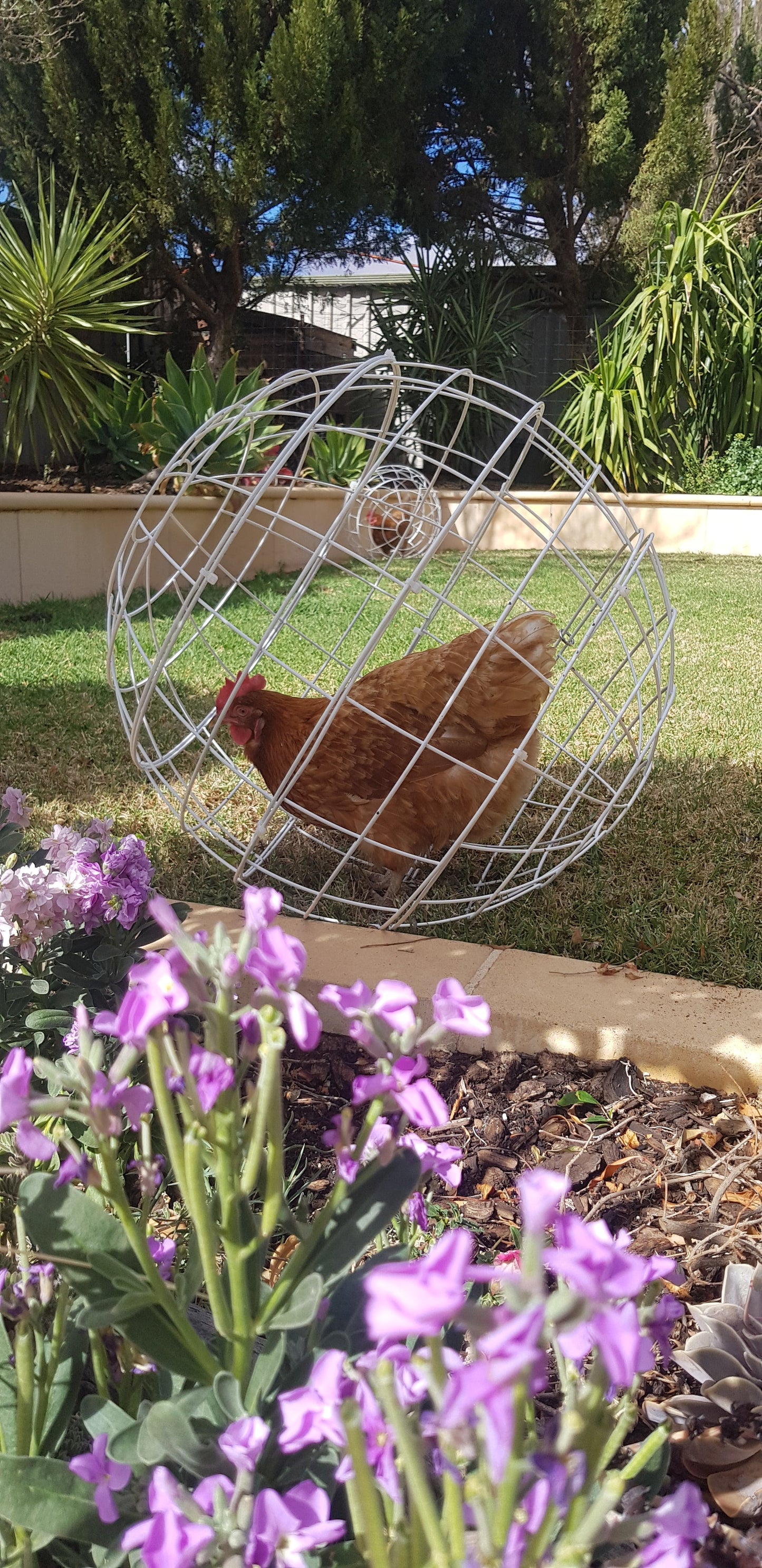 Chicken Orb Rolling Chicken Enclosure in Garden