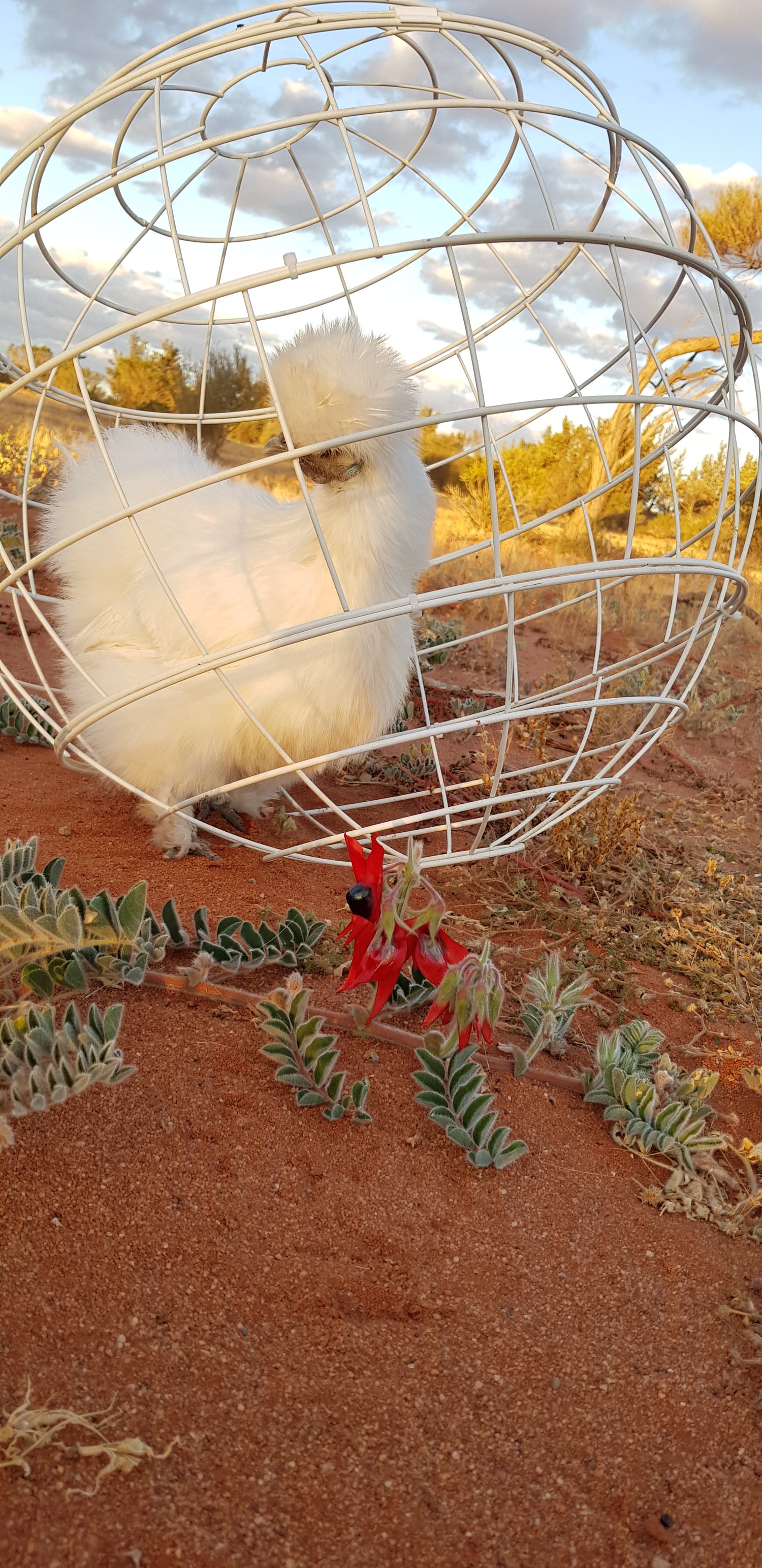 Chicken Orb Rolling Chicken Foraging Enclosure Mobile Chicken Coop