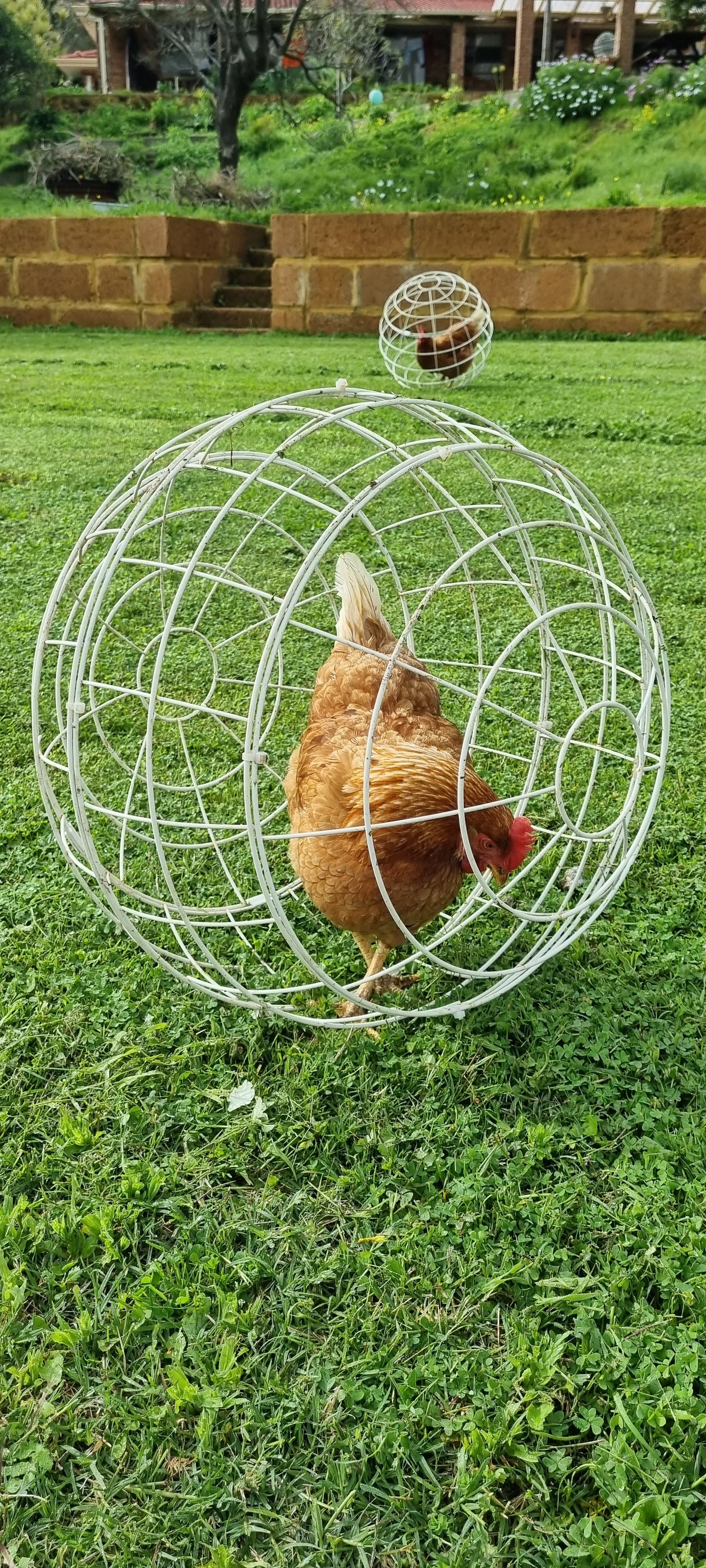 Chicken Orb Rolling Chicken Enclosure and Chicken Pet Accessory