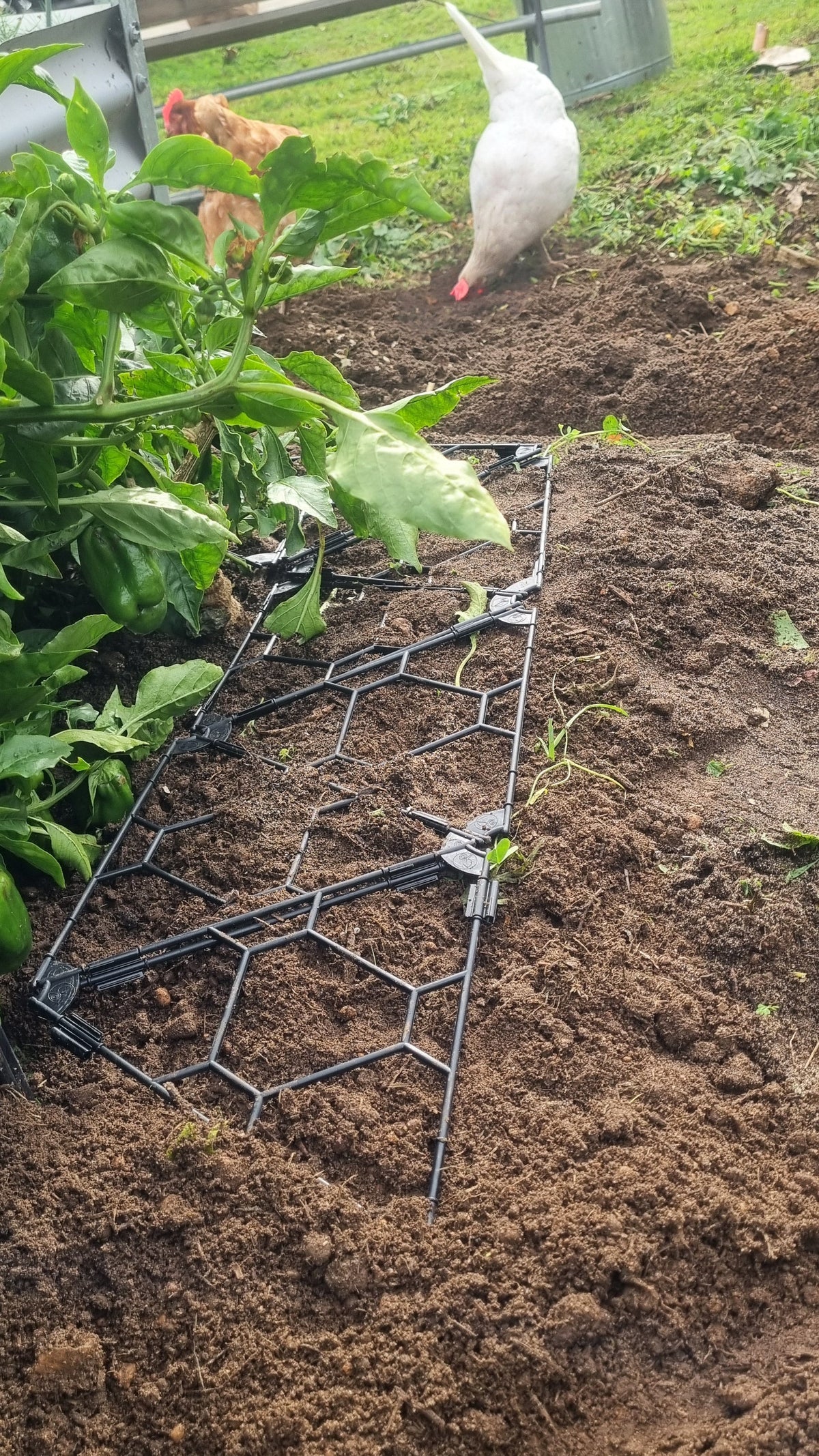 TRYframe 10 Pack