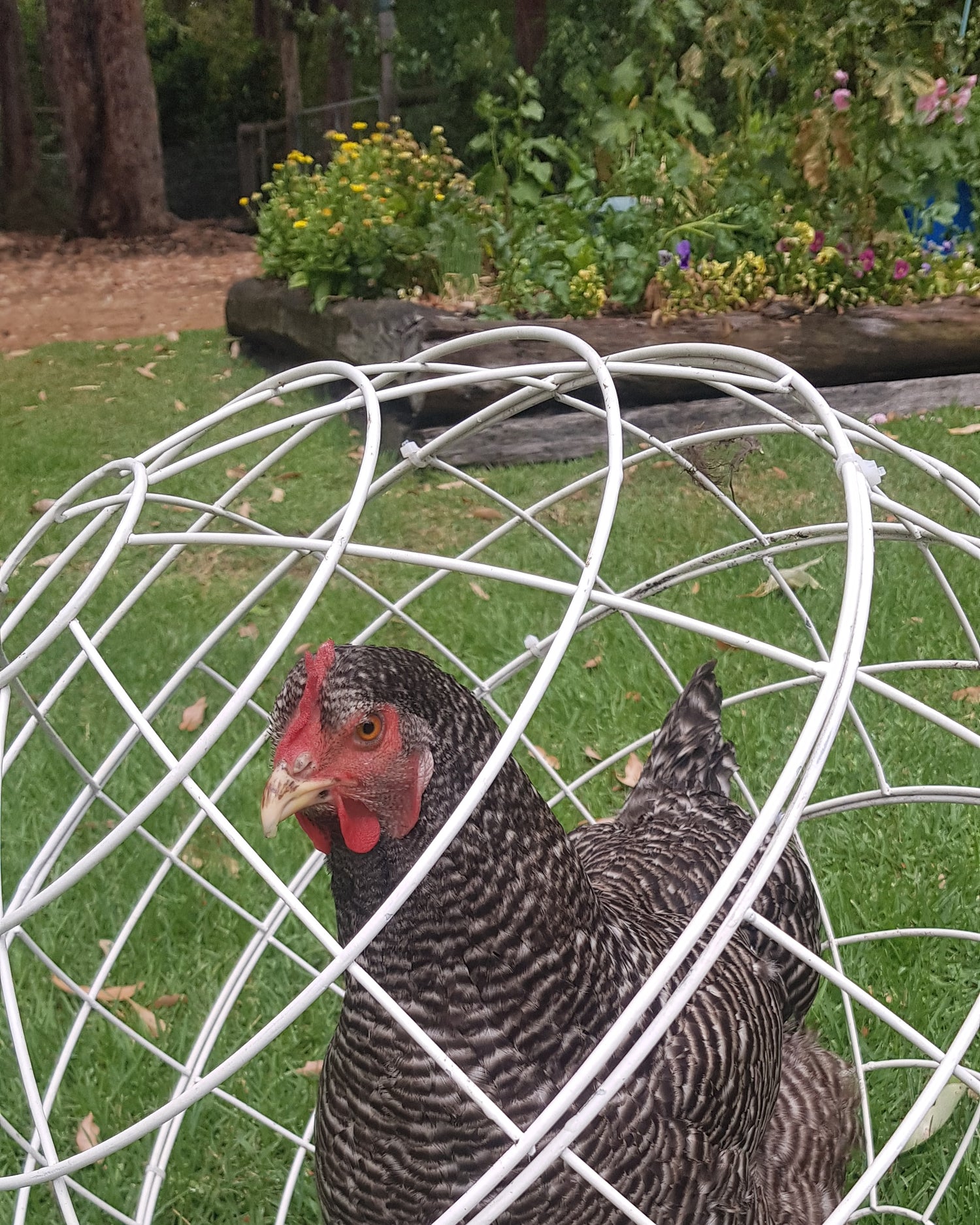 Chicken in Chicken Orb Rolling Chicken Enclosure