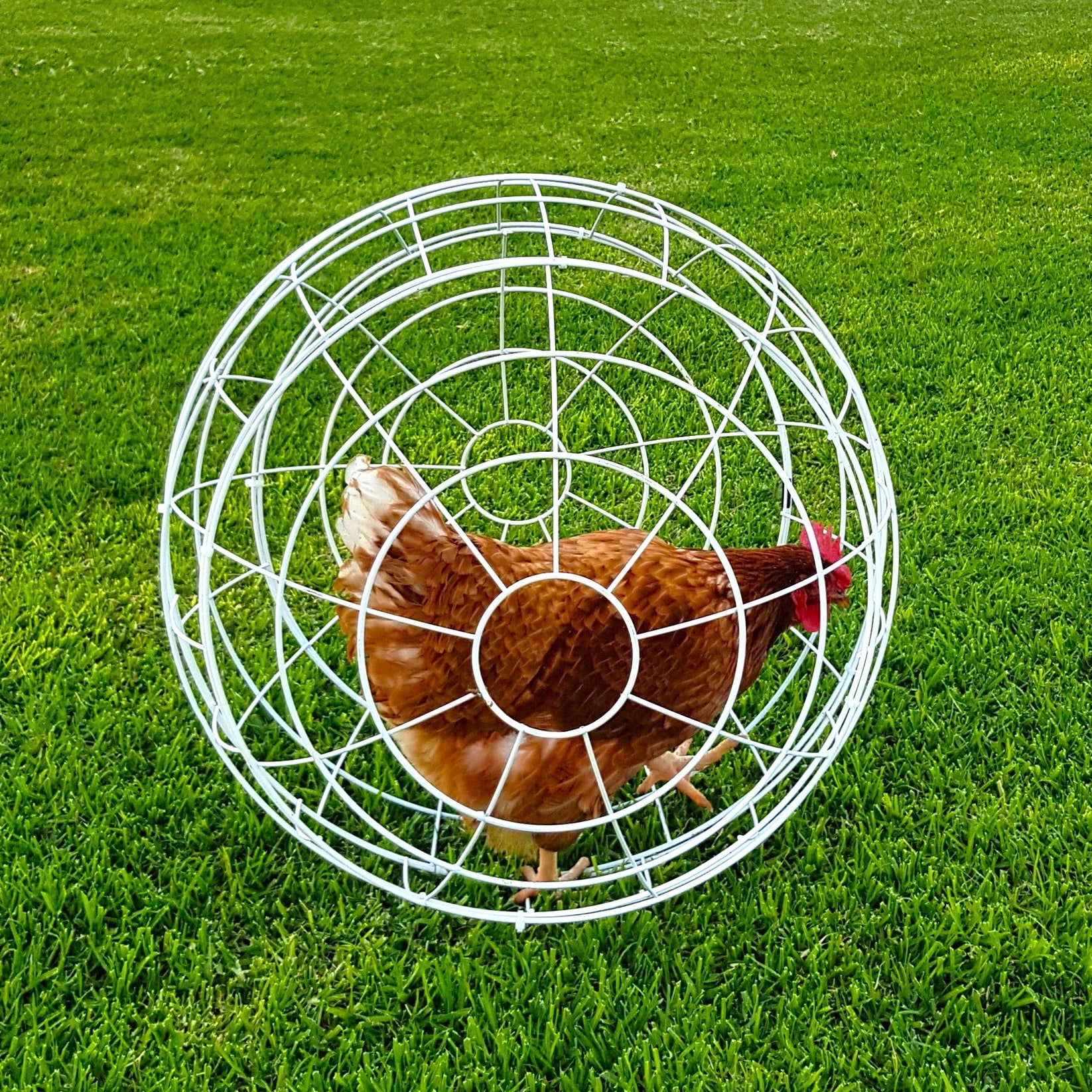 THE CHICKEN ORB The MustHave Accessory for Urban Farmers, Sustainabl