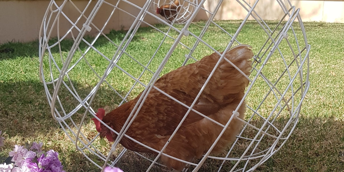 Chickenobs Chicken Orb is a rolling pet chicken enclosure and pet accessory ...