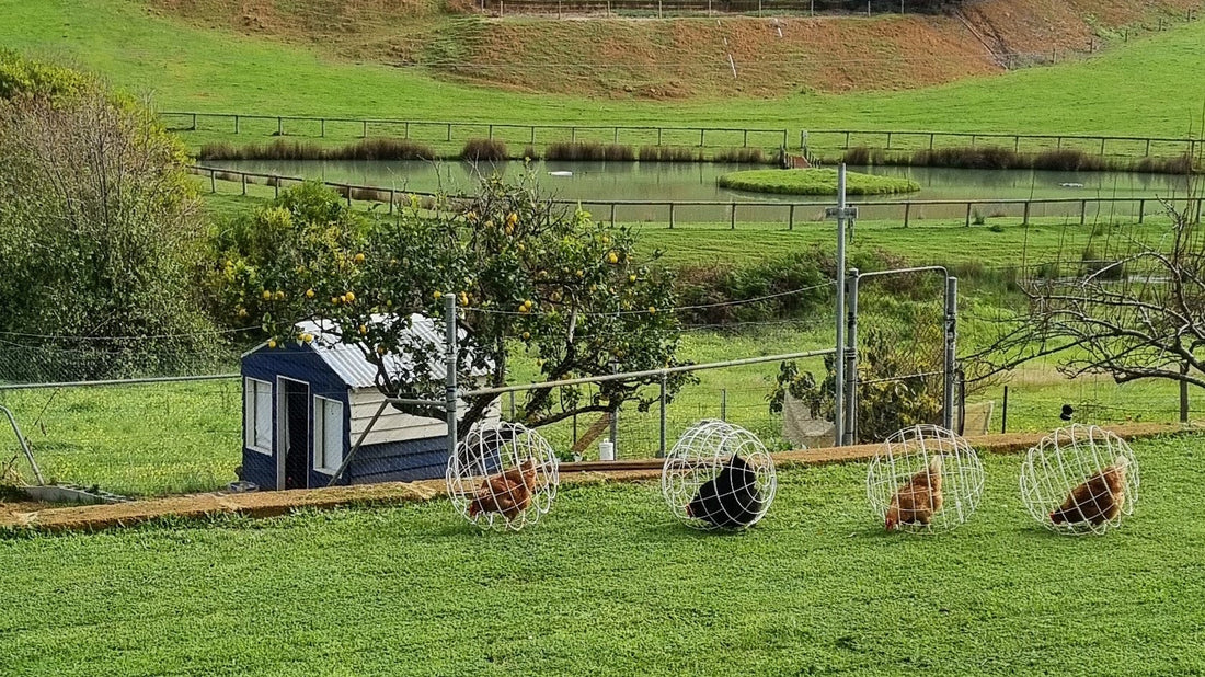Chickenobs Chicken Orb is a rolling pet chicken enclosure and pet accessory ...