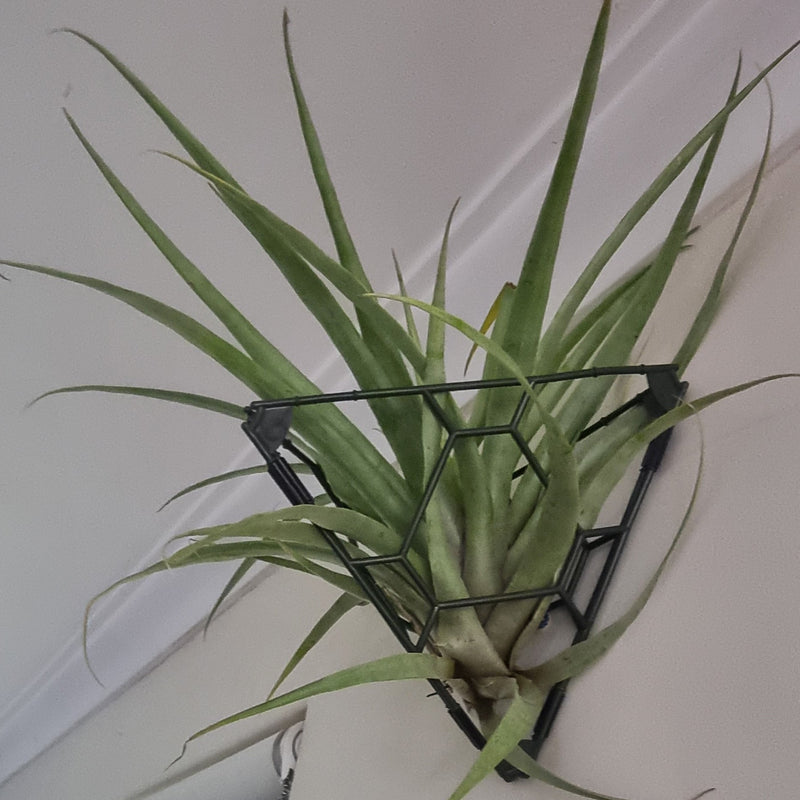 A green air plant mounted on a black metal wall rack attached to a white ceiling, with part of a wooden cabinet and window visible.