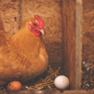 Happy Hen Hampers