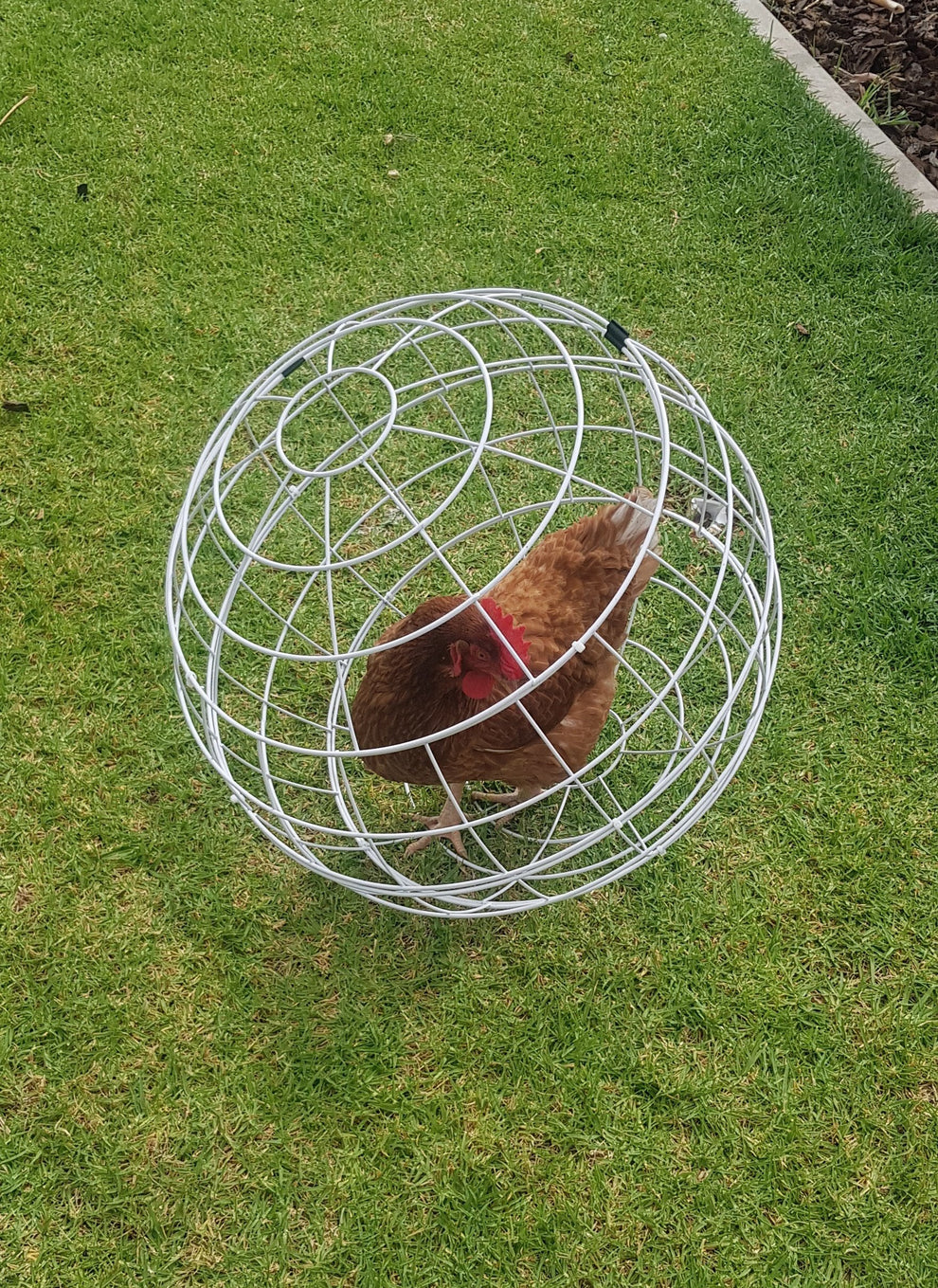 THE CHICKEN ORB The MustHave Accessory for Urban Farmers, Sustainabl