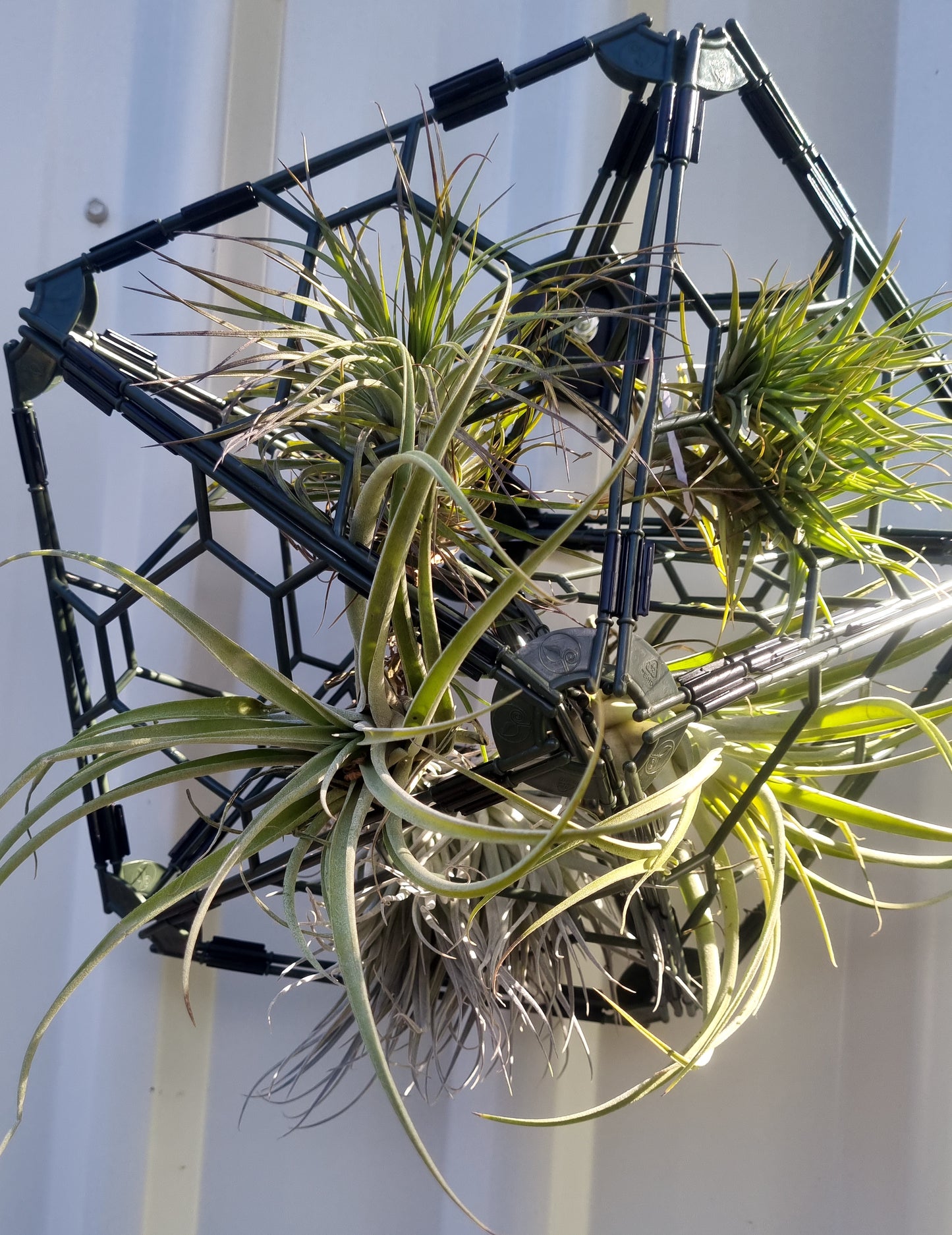 A geometric hanging planter cage holding several green air plants, photographed against a white corrugated wall.