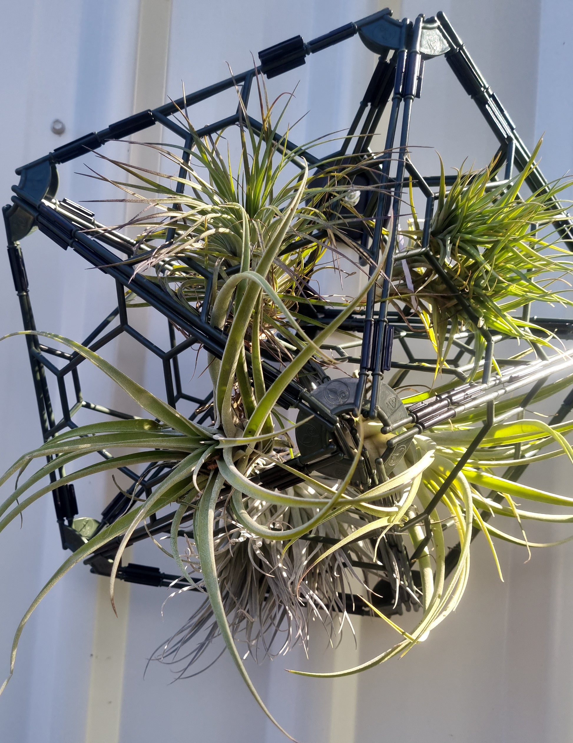 A geometric hanging planter cage holding several green air plants, photographed against a white corrugated wall.