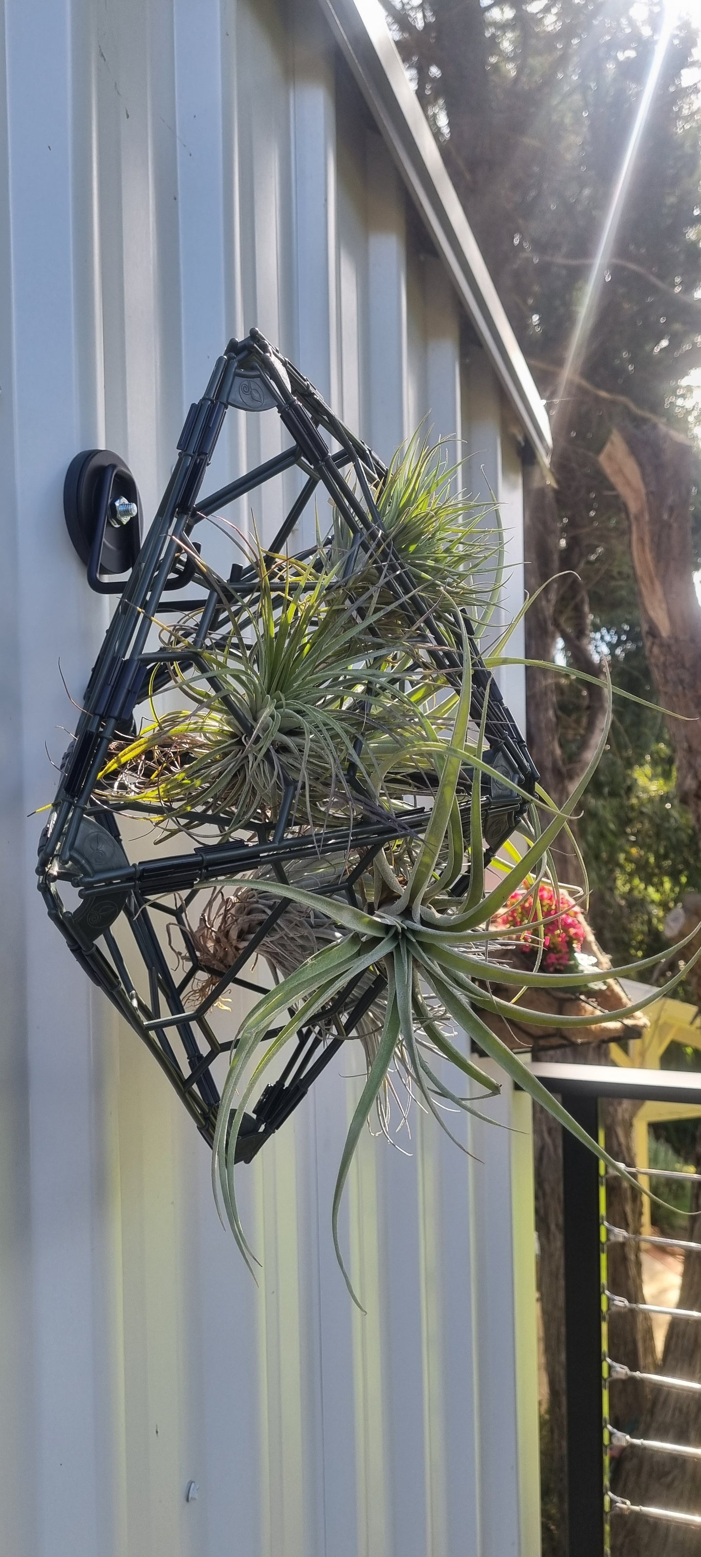 A dark geometric wall-mounted planter holding several green air plants, attached to a corrugated metal exterior wall outdoors.