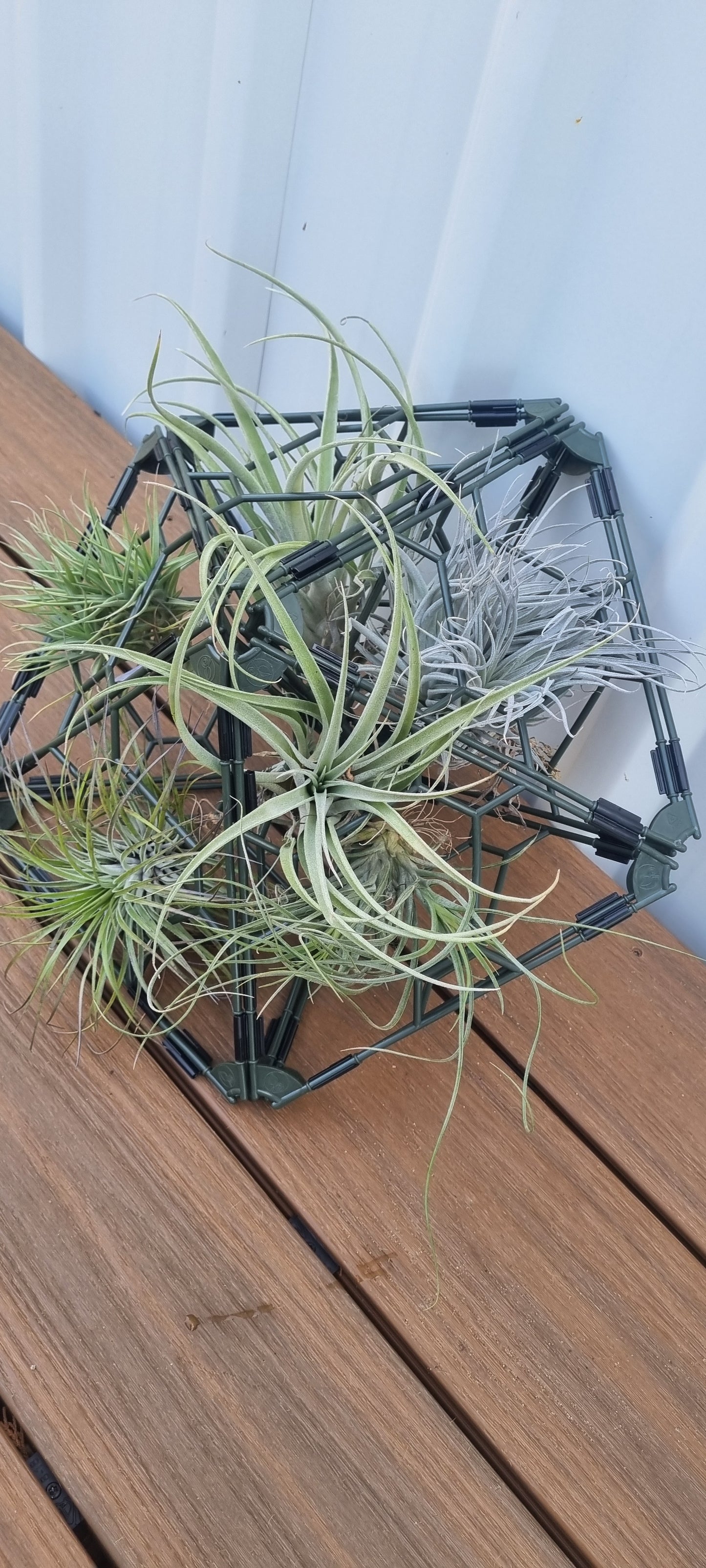 A dark geometric metal planter holding several air plants, placed on a wooden deck against a white wall.