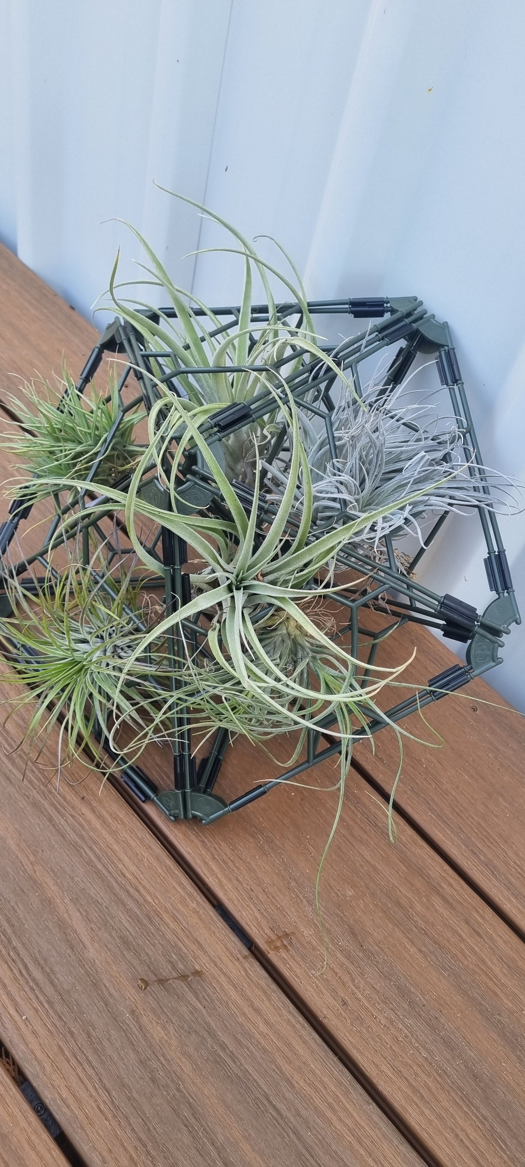 A dark geometric metal planter holding several air plants, placed on a wooden deck against a white wall.