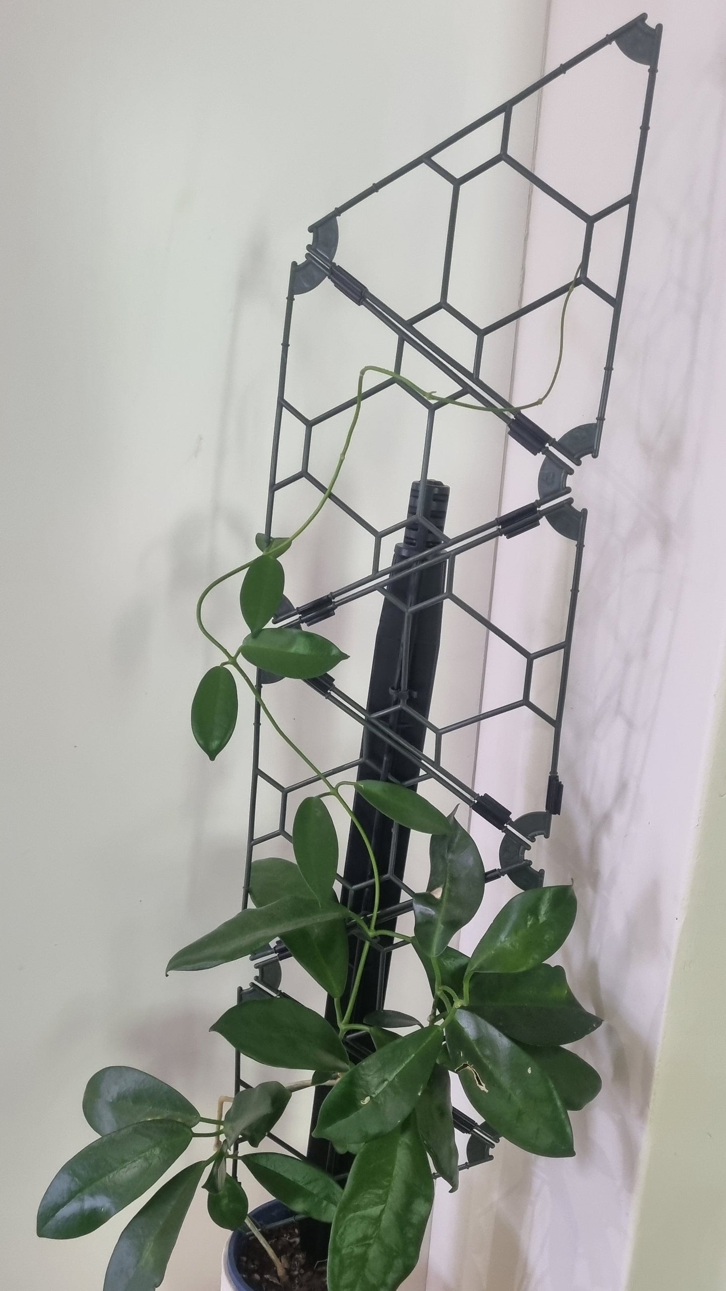 TRYframe 10 Pack