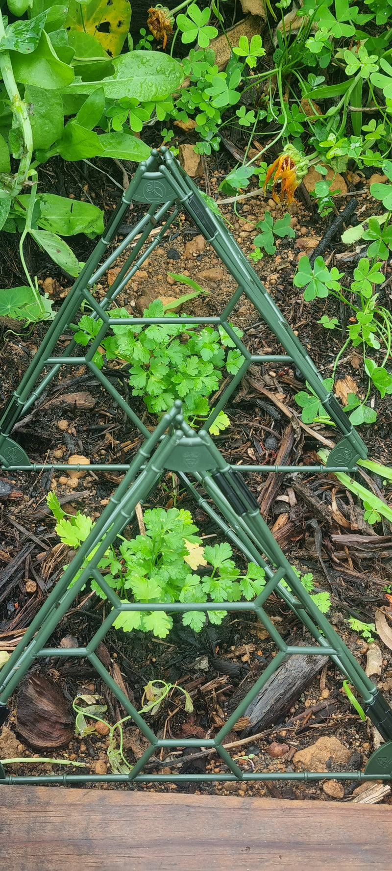 A green trellis garden stake holder with hexagonal and triangular frames, protecting small green plants in a garden bed with mulch and surrounding foliage.