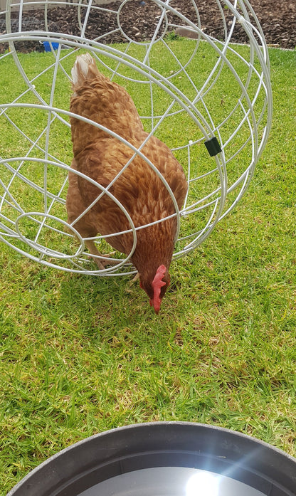 Chicken Drinking in Cghicken Orb Chicken Coop Alternative