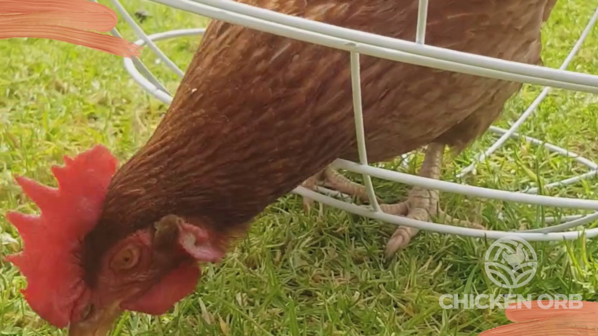 Load video: Chicken Orb Rolling Chicken Enclosure Training Video